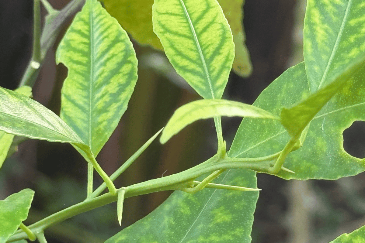 leaves with iron chlorosis (interveinal) before and after correction.png
